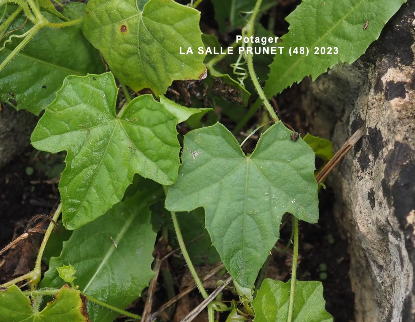 Cucamelon leaf